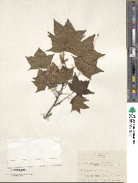 Acer cappadocicum image