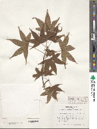 Acer lobelii image