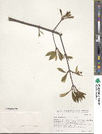 Acer carpinifolium image