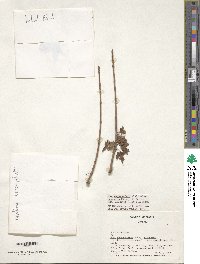 Acer lobelii image