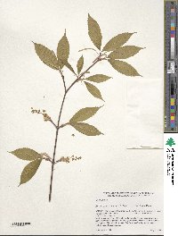 Acer carpinifolium image