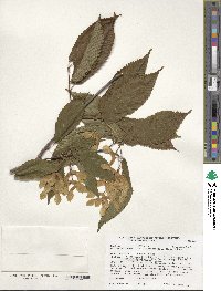 Acer carpinifolium image