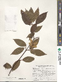 Acer carpinifolium image