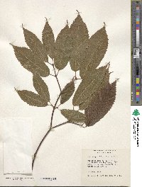 Acer carpinifolium image