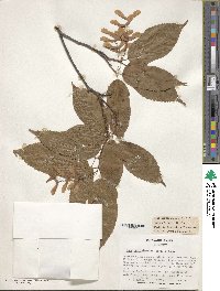 Acer carpinifolium image