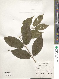 Acer carpinifolium image