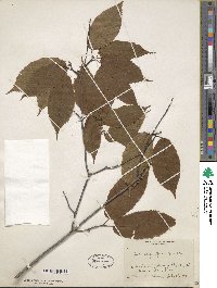 Acer carpinifolium image