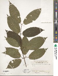 Acer carpinifolium image