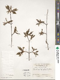 Acer carpinifolium image