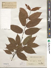 Acer carpinifolium image