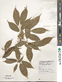 Acer carpinifolium image