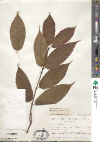 Acer carpinifolium image