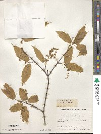 Acer carpinifolium image