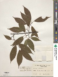 Acer carpinifolium image