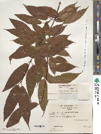 Acer carpinifolium image