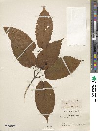 Acer carpinifolium image