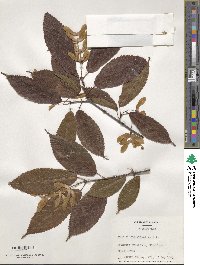 Acer carpinifolium image