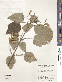 Acer caudatifolium image