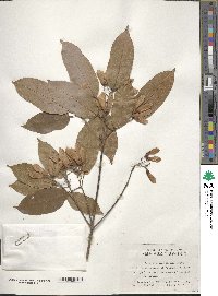 Image of Acer coriaceifolium