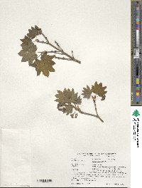 Image of Acer circinatum