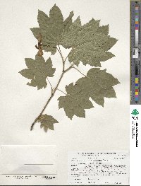 Acer circinatum image