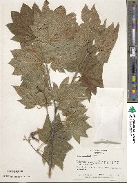 Acer circinatum image