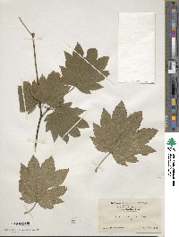 Acer circinatum image