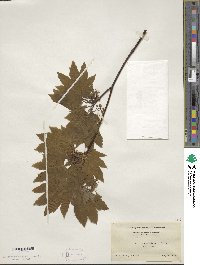 Acer circinatum image