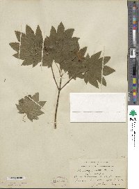 Acer circinatum image