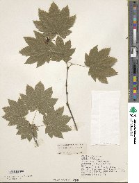 Acer circinatum image