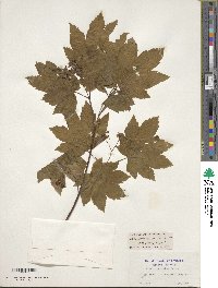 Acer circinatum image