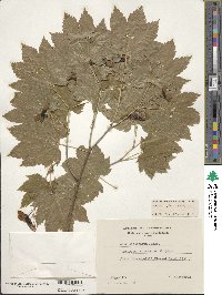 Acer circinatum image