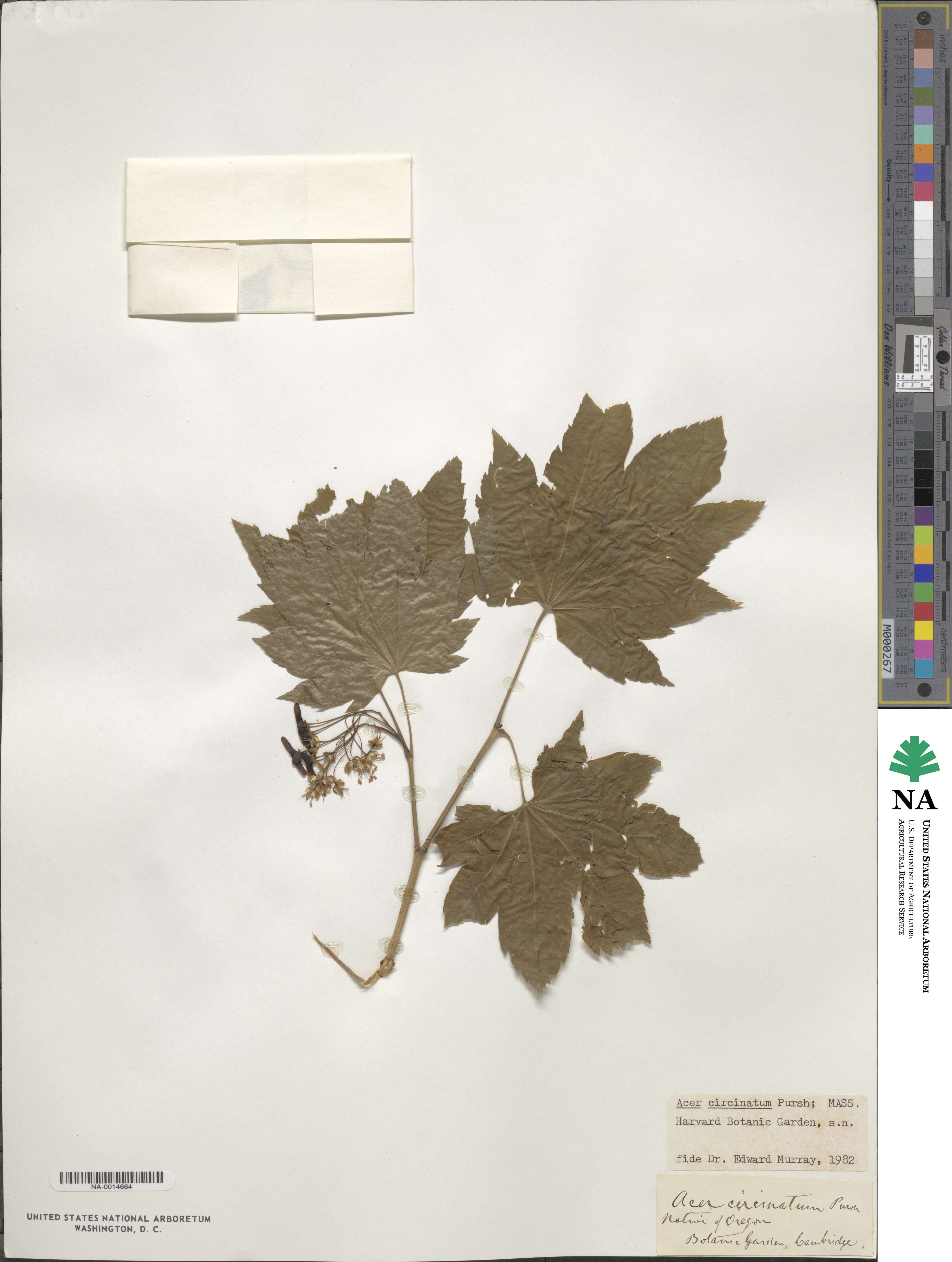 Acer circinatum image