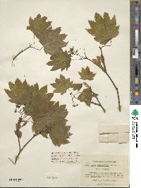 Acer circinatum image