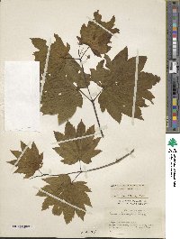 Acer circinatum image