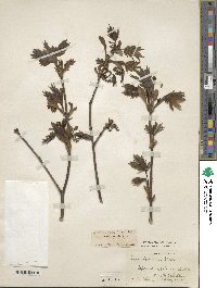 Acer circinatum image