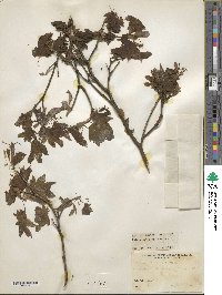 Acer circinatum image