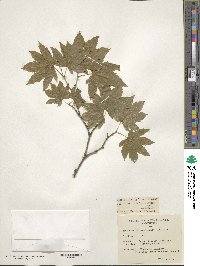 Acer circinatum image