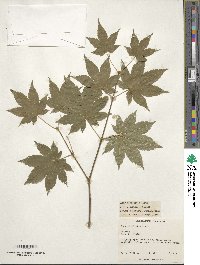 Acer circinatum image