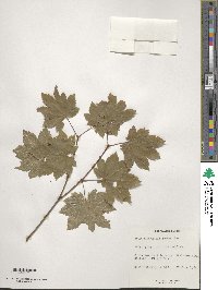 Acer circinatum image