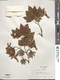 Acer circinatum image