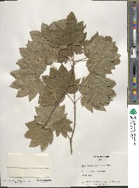 Acer circinatum image