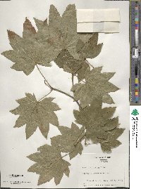 Acer circinatum image