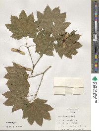 Acer circinatum image