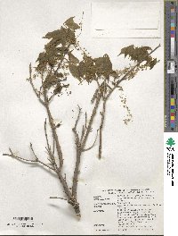 Image of Acer cissifolium