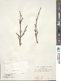 Acer cissifolium image