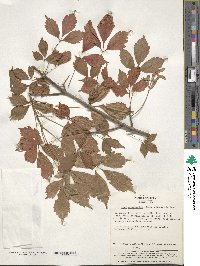 Acer cissifolium image