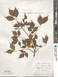 Acer cissifolium image