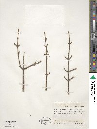 Acer cissifolium image