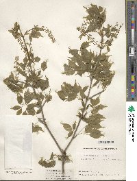 Acer cissifolium image